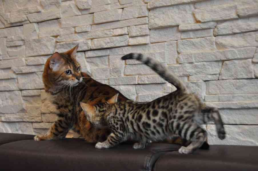 Roztomilá bengálská koťátka připravená do nového domova - foto 1