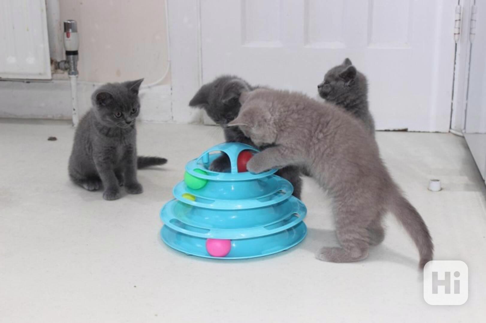 Krásná koťátka mainské mývalí kočky k adopci - foto 1