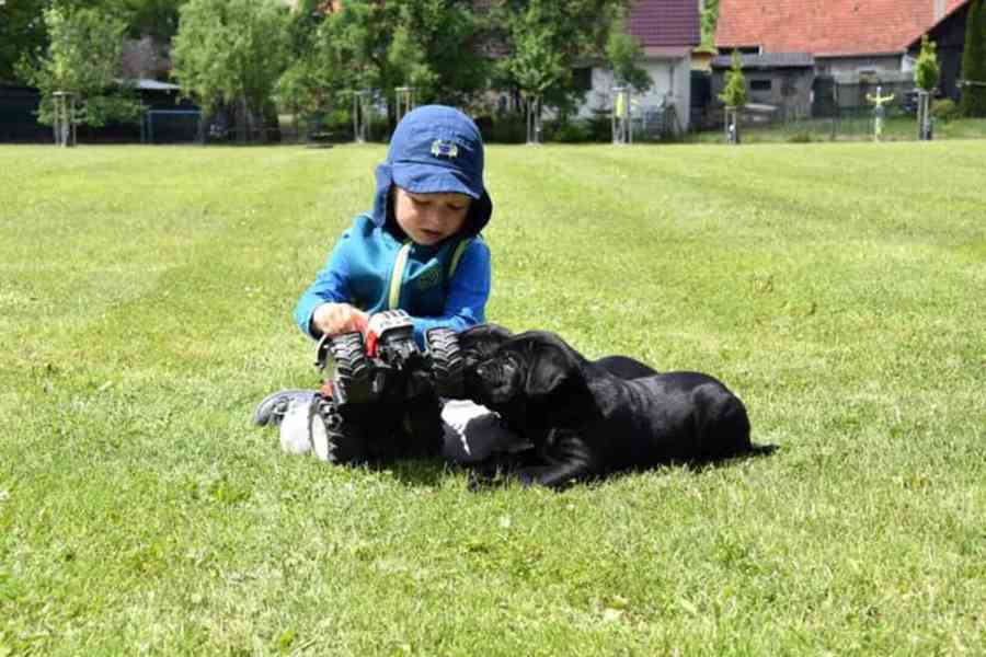 Cane Corso s PP FCI - foto 13