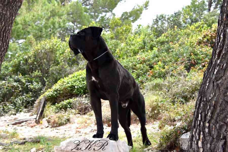 Cane Corso s PP FCI - foto 10