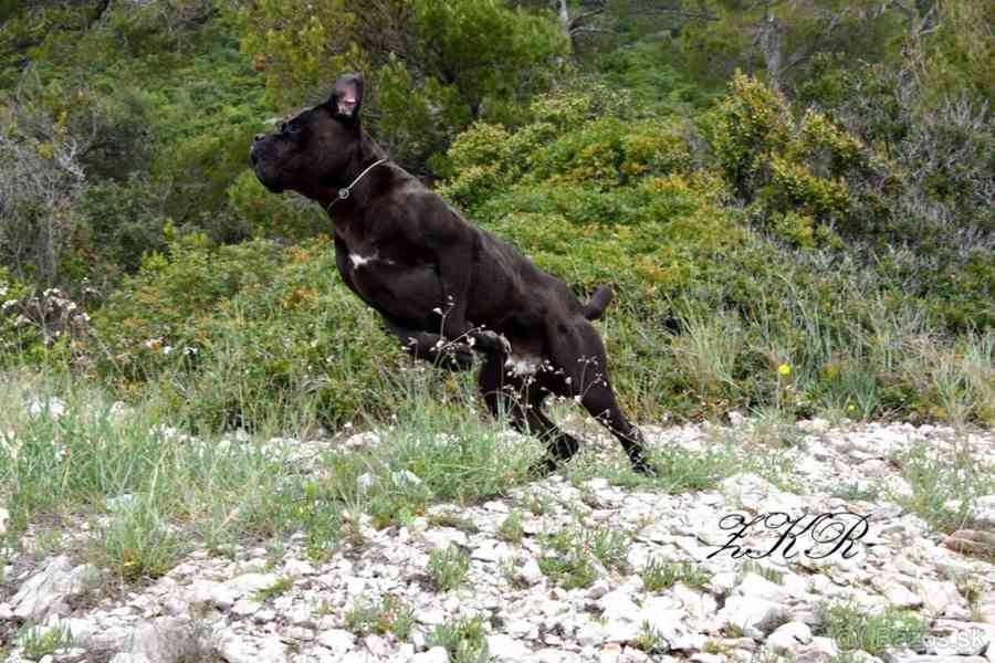 Cane Corso s PP FCI - foto 11