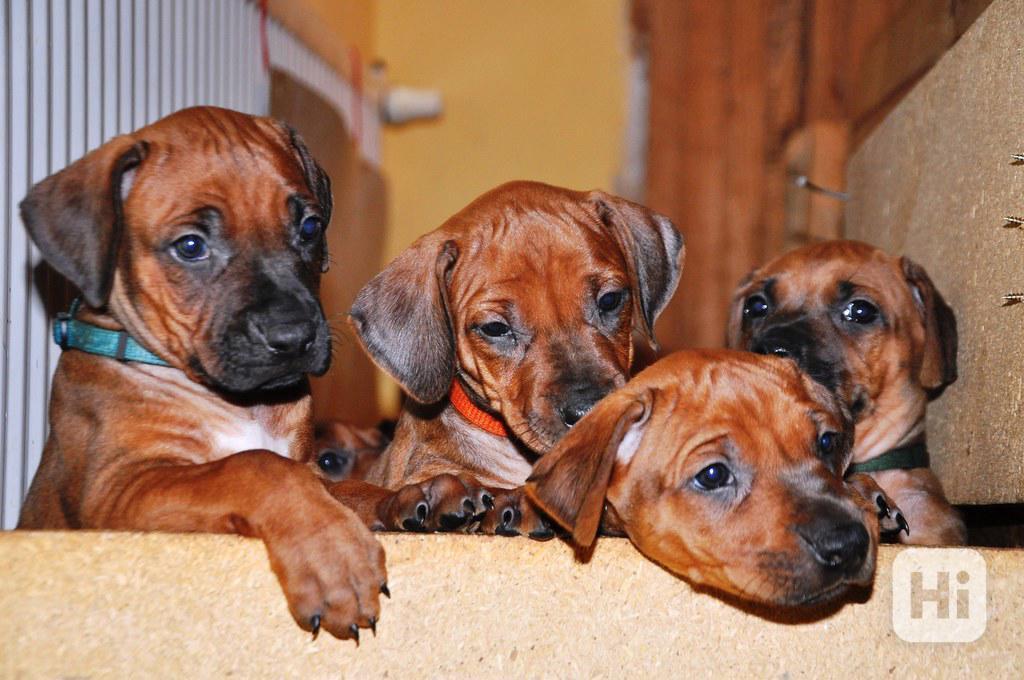 Rhodesian Ridgeback štěňata - foto 1