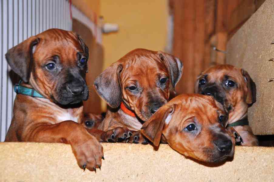 Rhodesian Ridgeback štěňata - foto 1