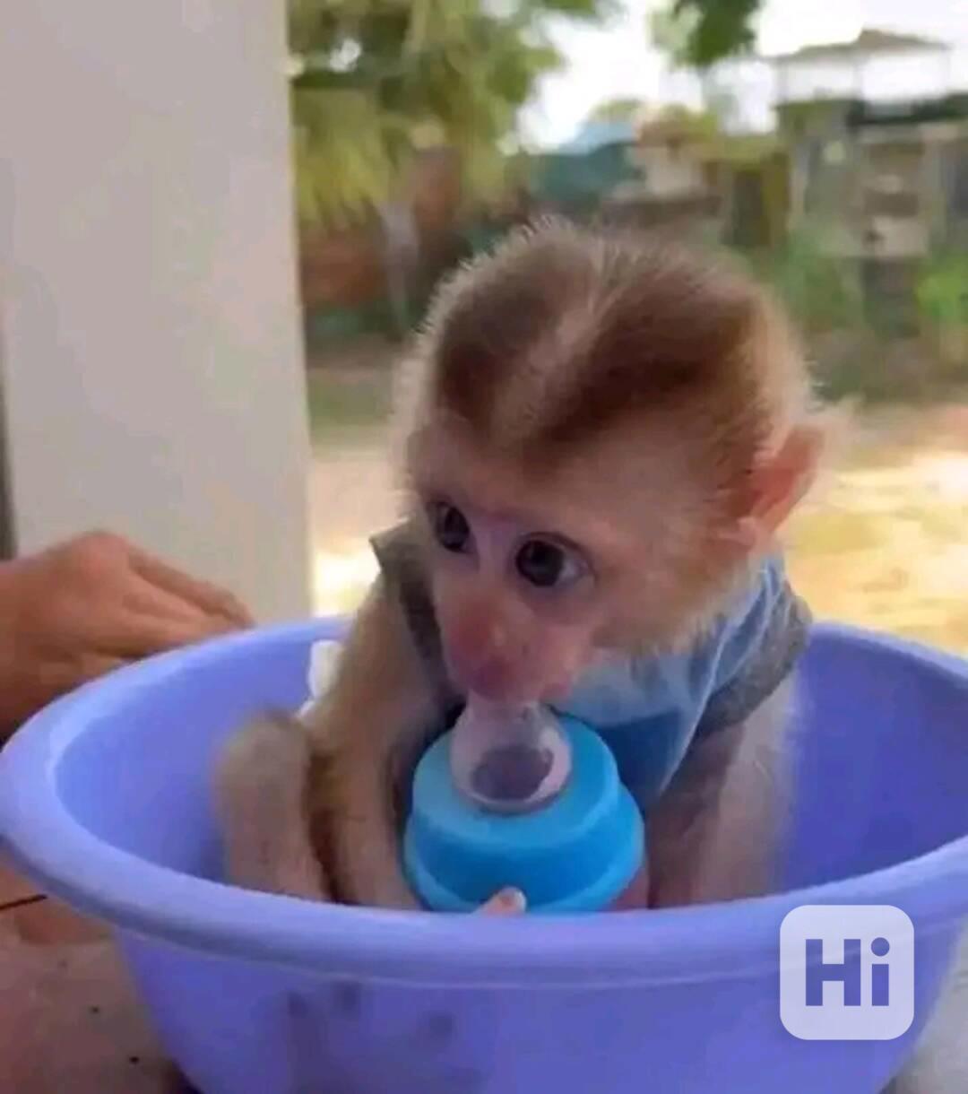  Očkovaný kapucínský kamarád      - foto 1