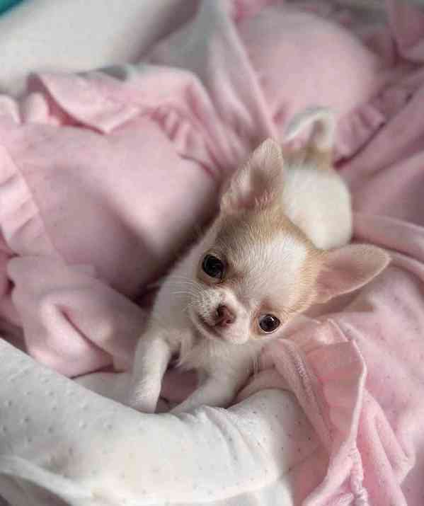 Štěně čivavy - foto 2