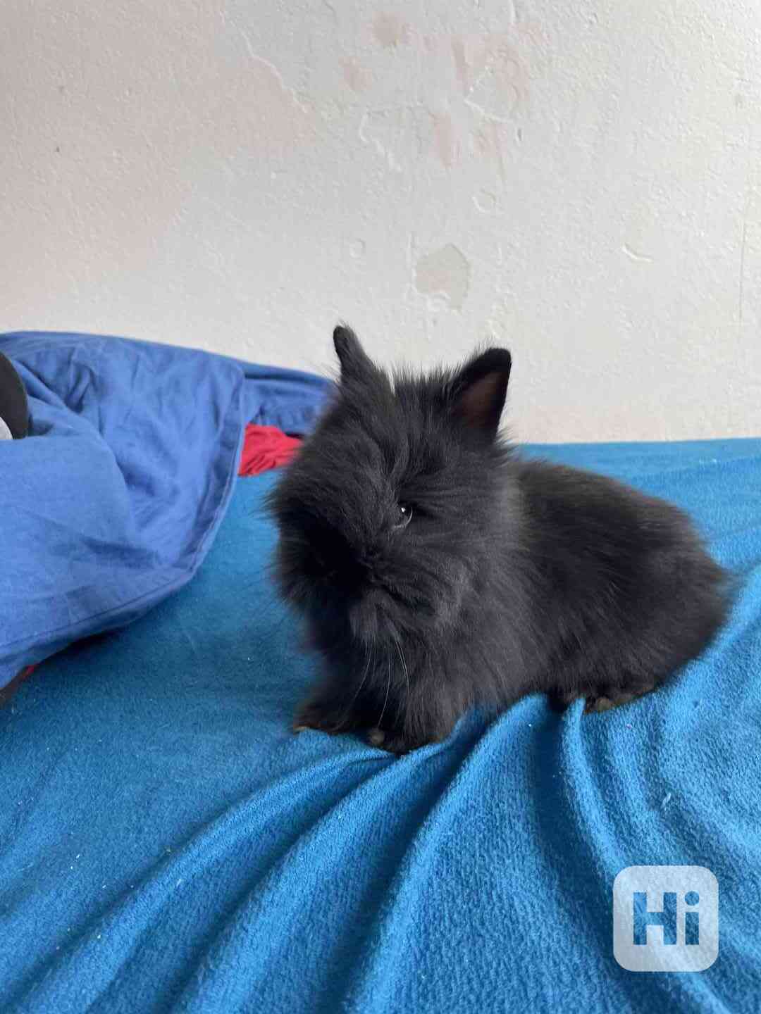 Daruji zakrslého teddy králíčka  - foto 1