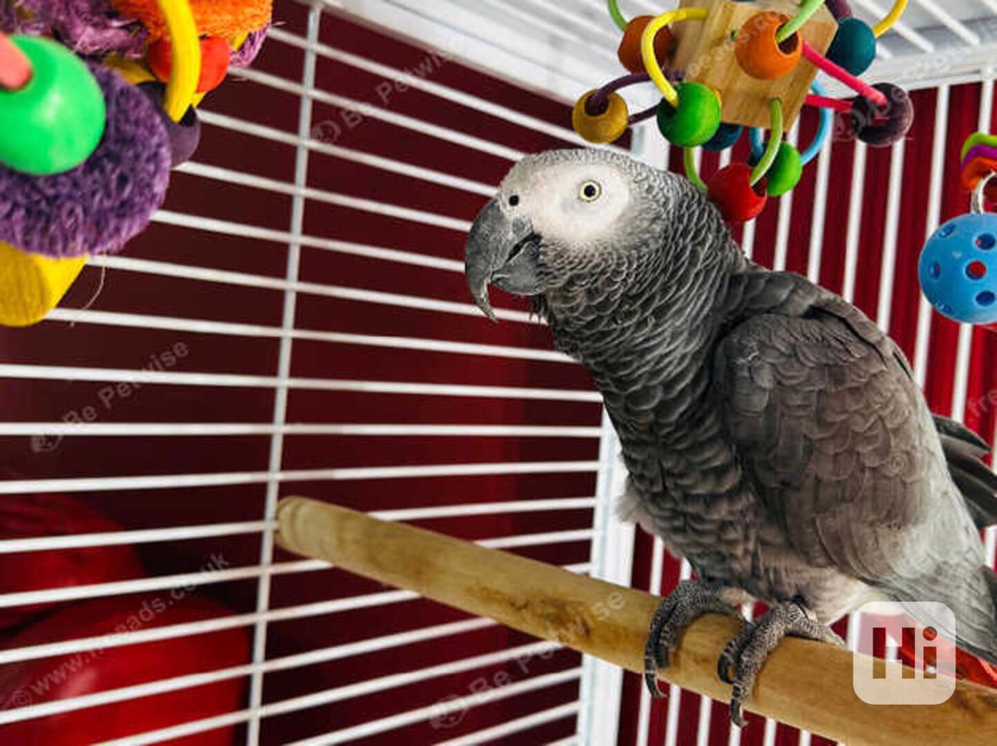 Adopce pro samičku papouška šedého - foto 1