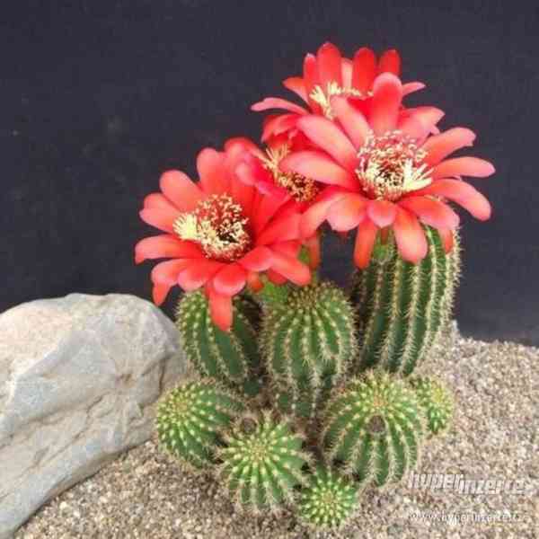 kaktus Lobivia grandiflora - semena - foto 1