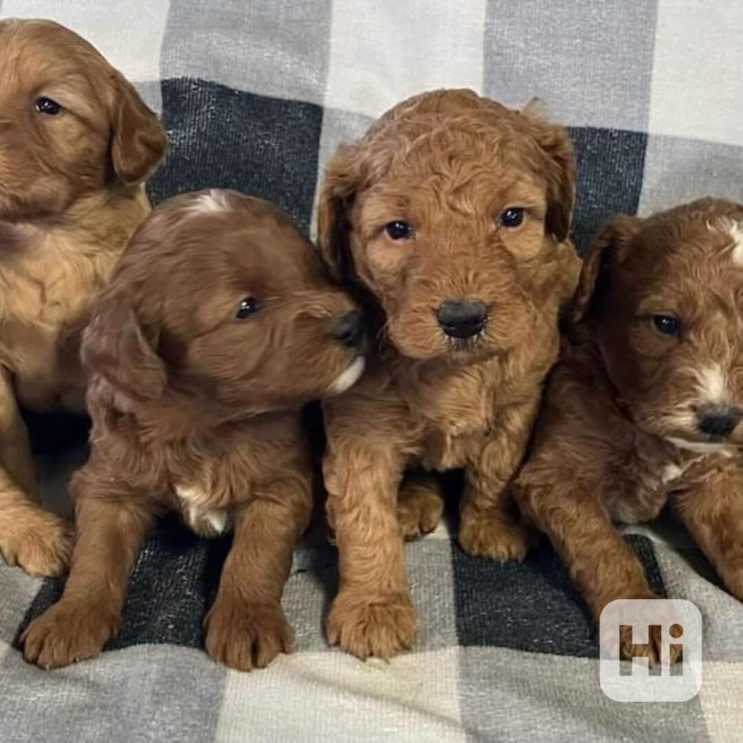 štěňata bišonpudla  - foto 1