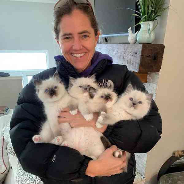 Koťata plemene Ragdoll na prodej - foto 1