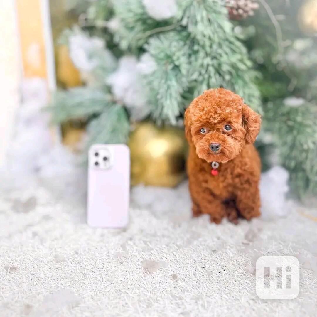 Teacup Poodle - foto 1