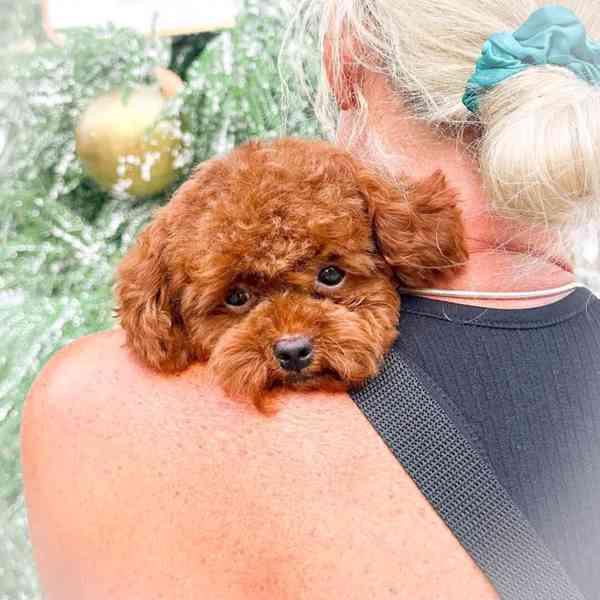 Teacup Poodle - foto 3