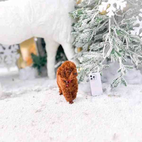Teacup Poodle - foto 2