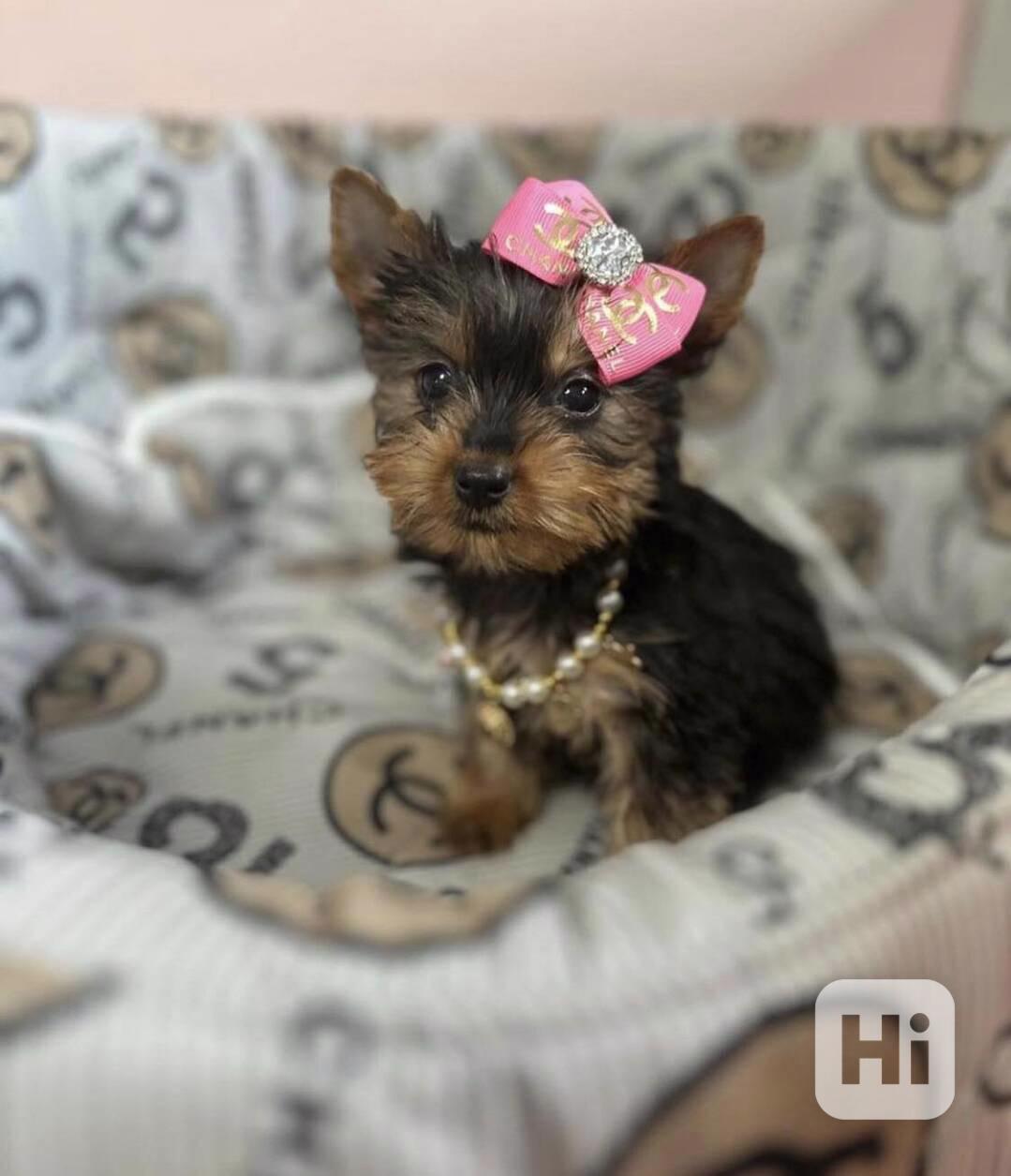 Zdravá štěňata Yorkie - foto 1