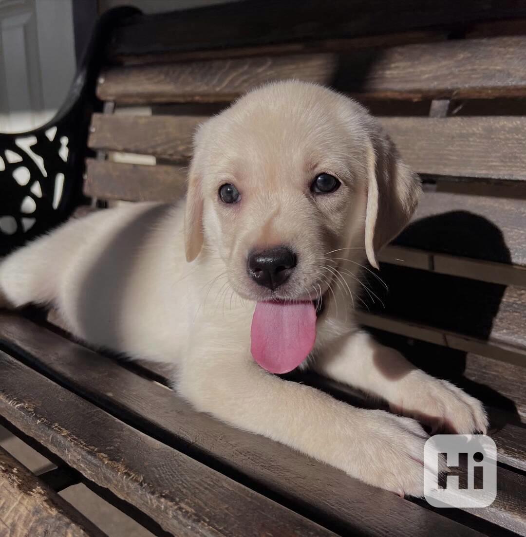 Labradorský retrívr na prodej - foto 1