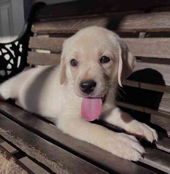 Labradorský retrívr na prodej - foto 1