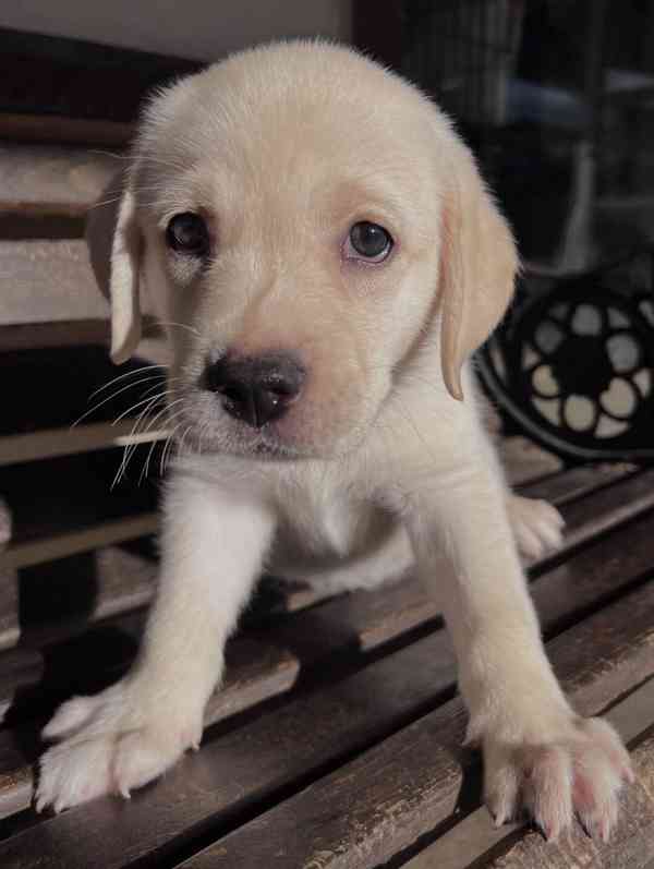 Labradorský retrívr na prodej - foto 4