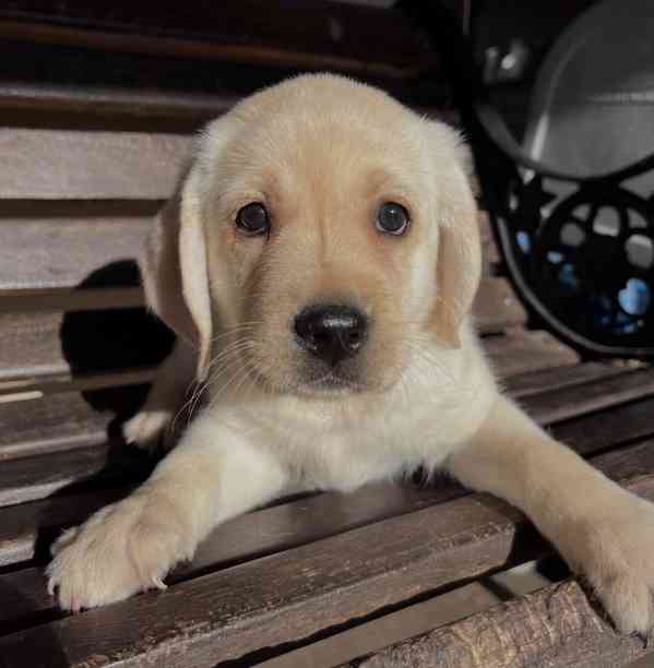 Labradorský retrívr na prodej - foto 2