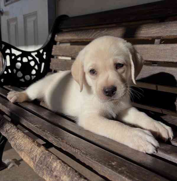 Labradorský retrívr na prodej - foto 3