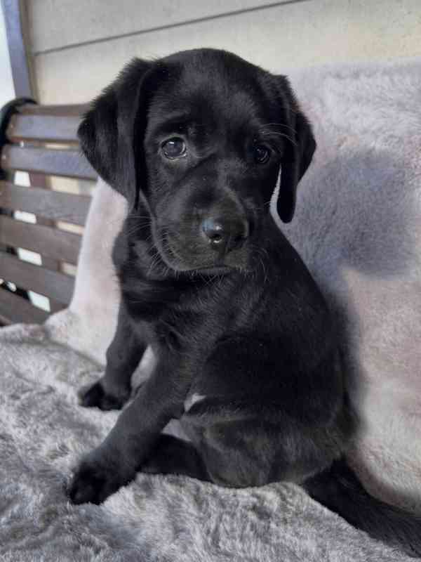 Labradorský retrívr na prodej - foto 8