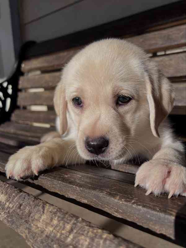 Labradorský retrívr na prodej - foto 5