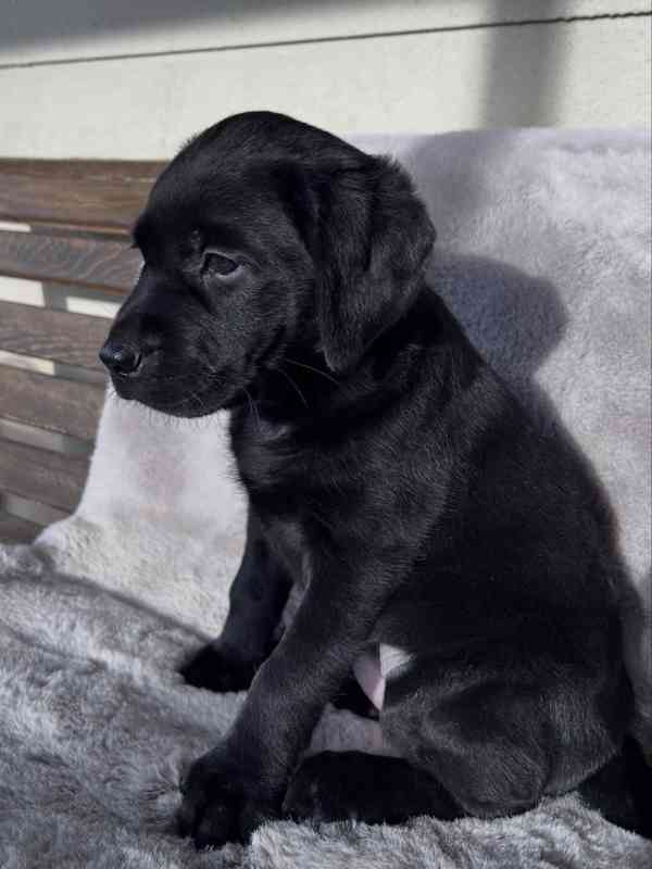 Labradorský retrívr na prodej - foto 6