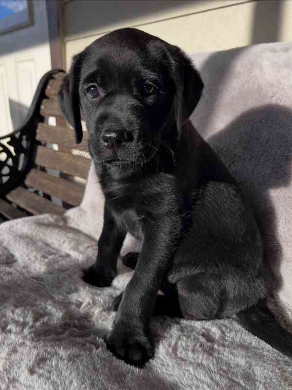 Labradorský retrívr na prodej - foto 7