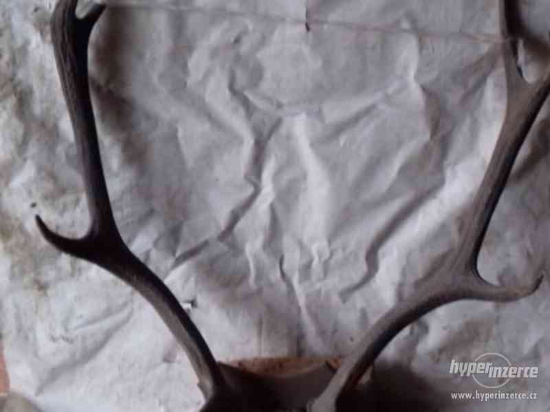 Prodám paroží jelen bazar Hyperinzerce.cz
