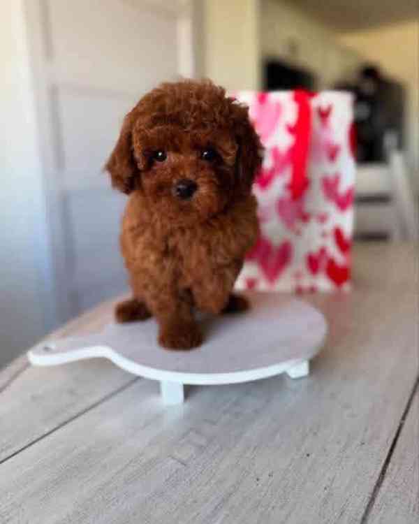 Krásná štěňata pudlů k dispozici - foto 2