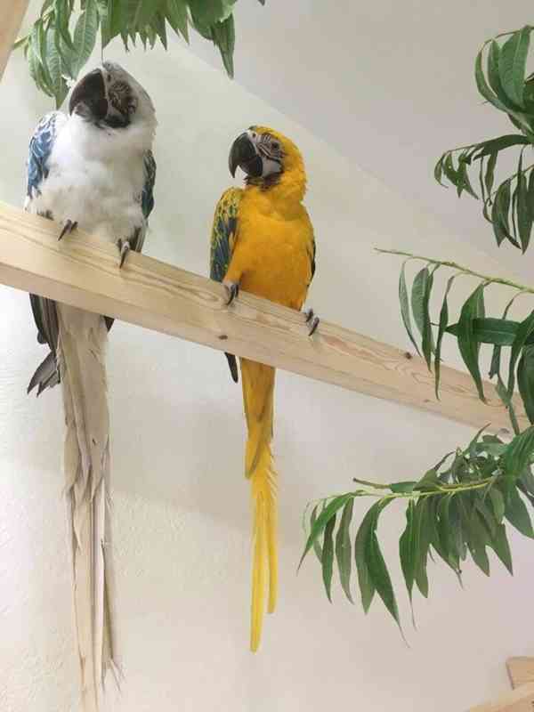 Zdarma opálové papoušky arové k adopci   - foto 1