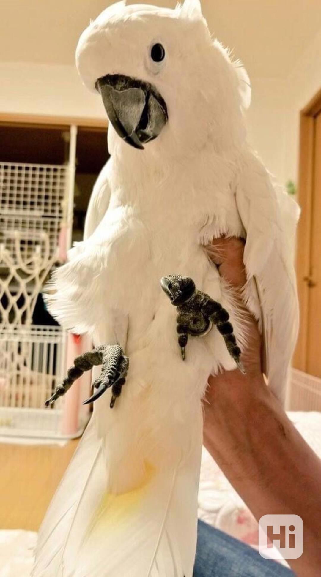 2 papoušci kakadu Deštník nyní k bezplatné adopci   - foto 1