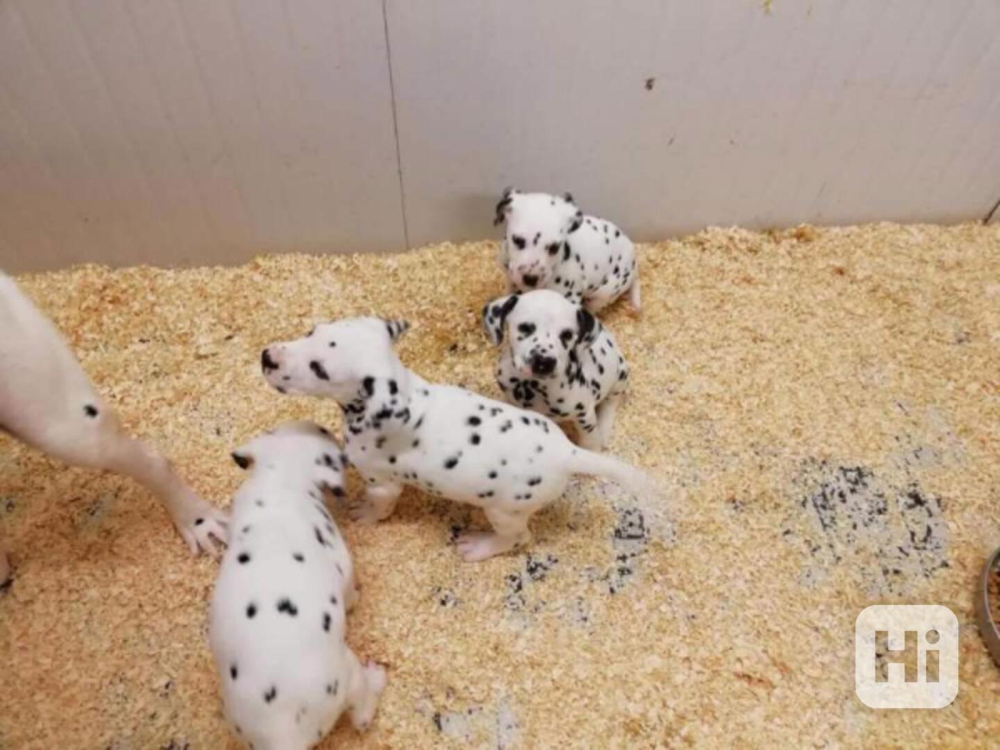 štěňata dalmatinů, kluk a fenka - foto 1