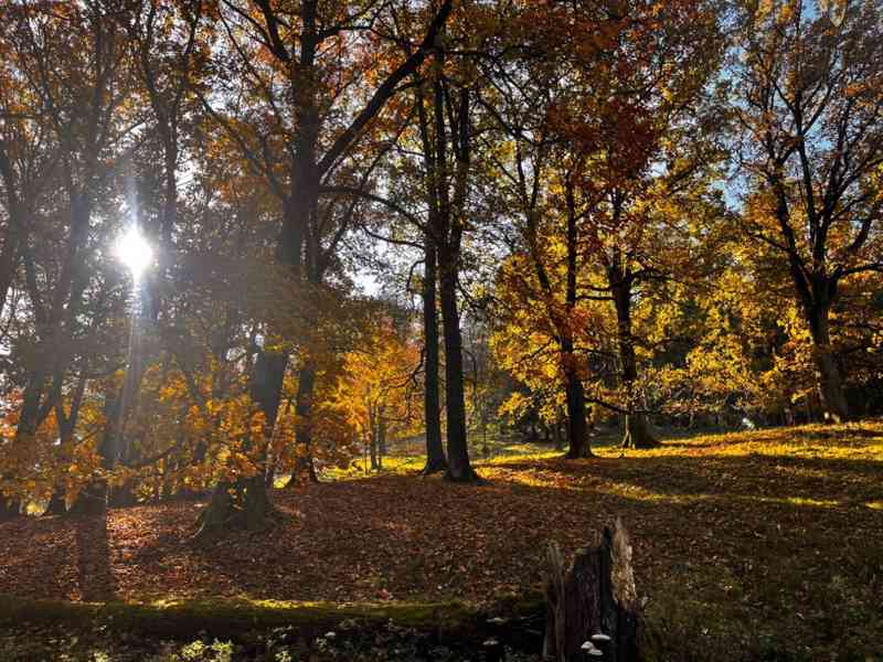 Spoluvlastnický podíl ¼ (+ ¼ ), les, Veselíčko, k.ú. Bilina - foto 3