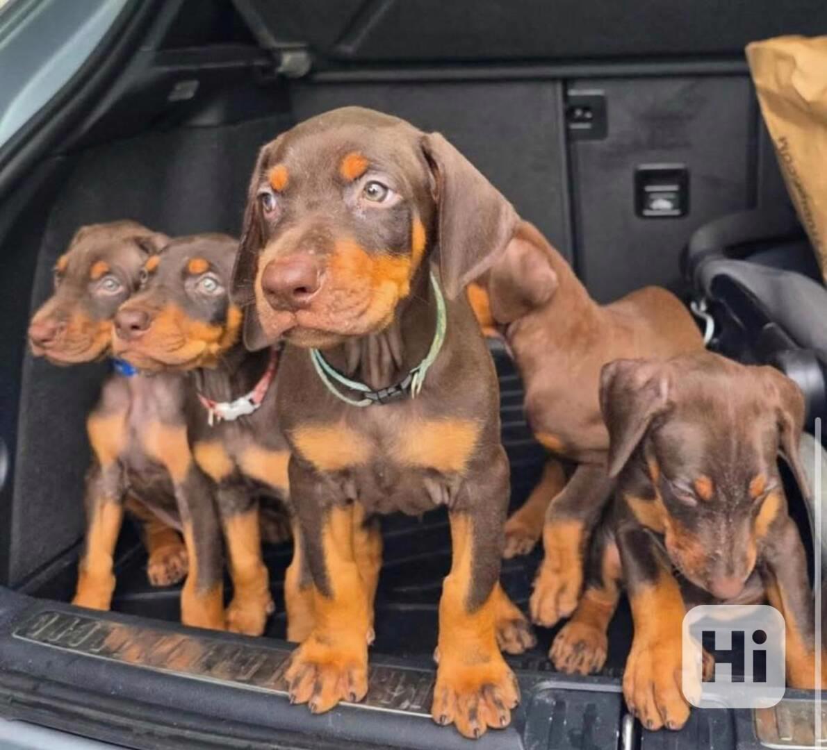 Štěňata dobermana na prodej - foto 1
