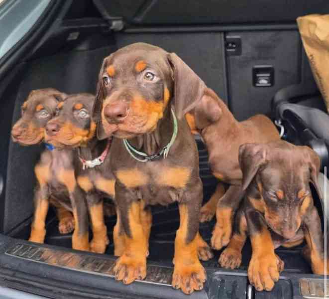 Štěňata dobermana na prodej