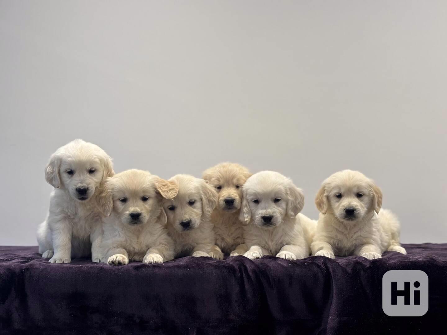 Beautiful Golden Retriever Puppies - ready now - foto 1
