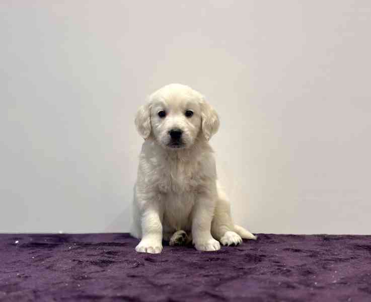 Beautiful Golden Retriever Puppies - ready now - foto 3