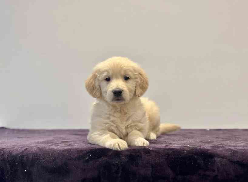 Beautiful Golden Retriever Puppies - ready now - foto 2