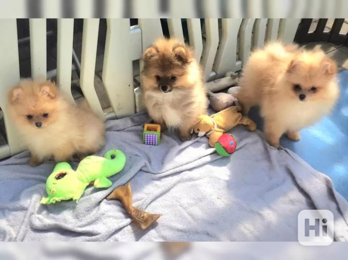 Německý špic trpasličí (Pomeranian) - foto 1