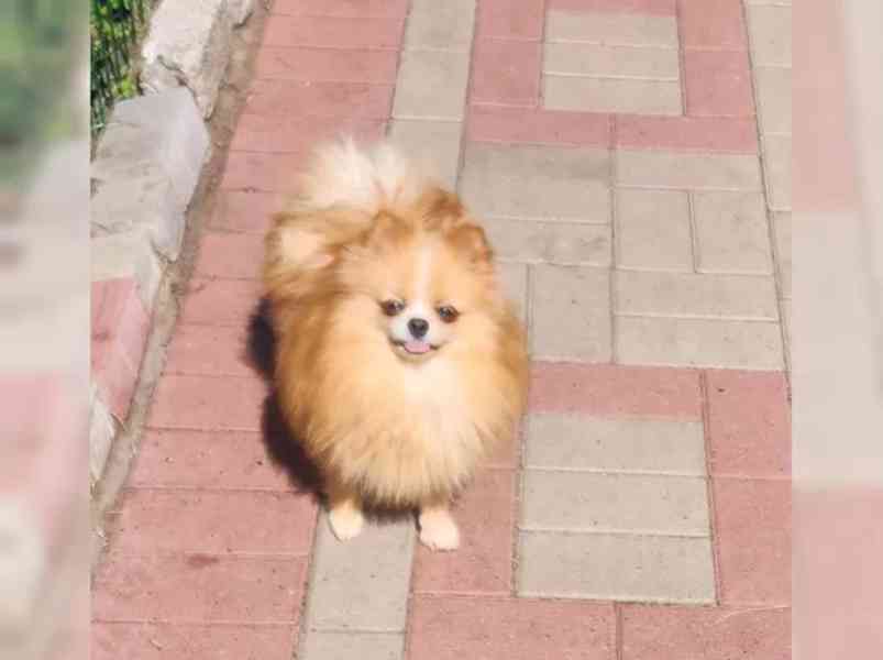 Německý špic trpasličí (Pomeranian) - foto 6