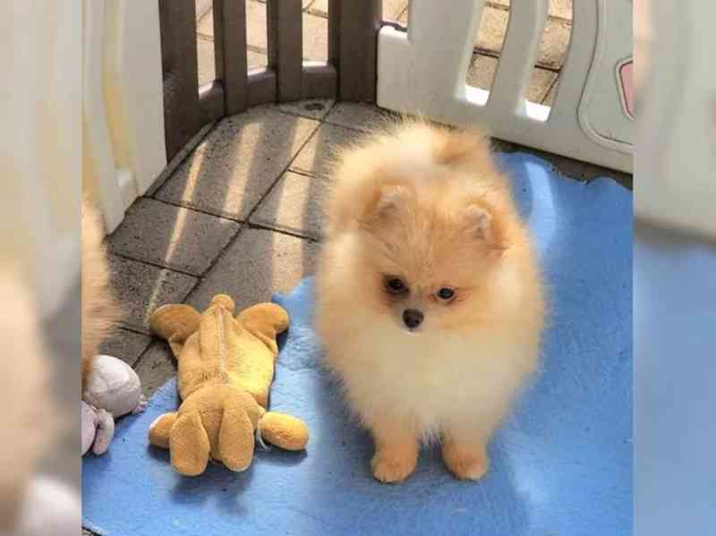 Německý špic trpasličí (Pomeranian) - foto 3