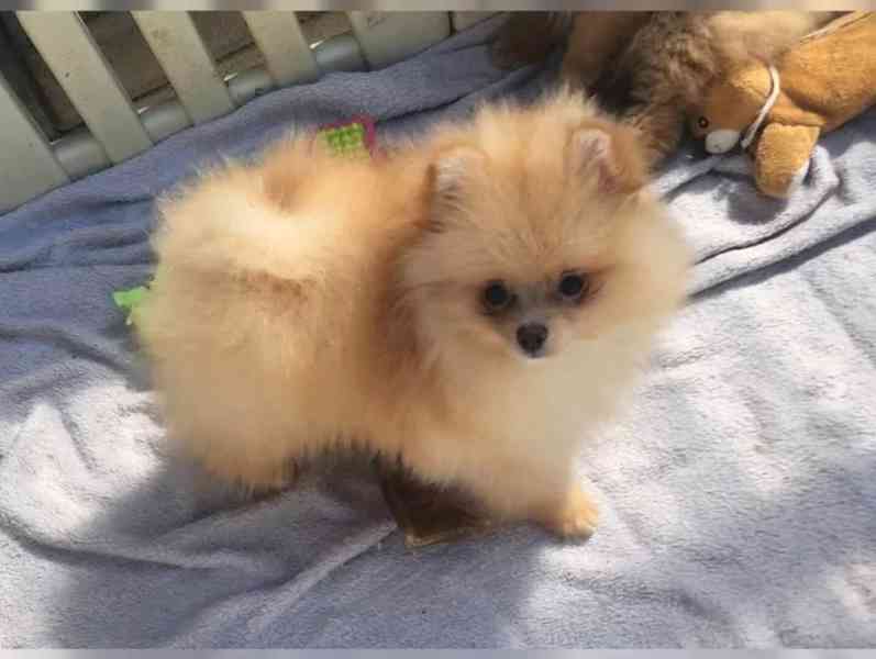 Německý špic trpasličí (Pomeranian) - foto 2
