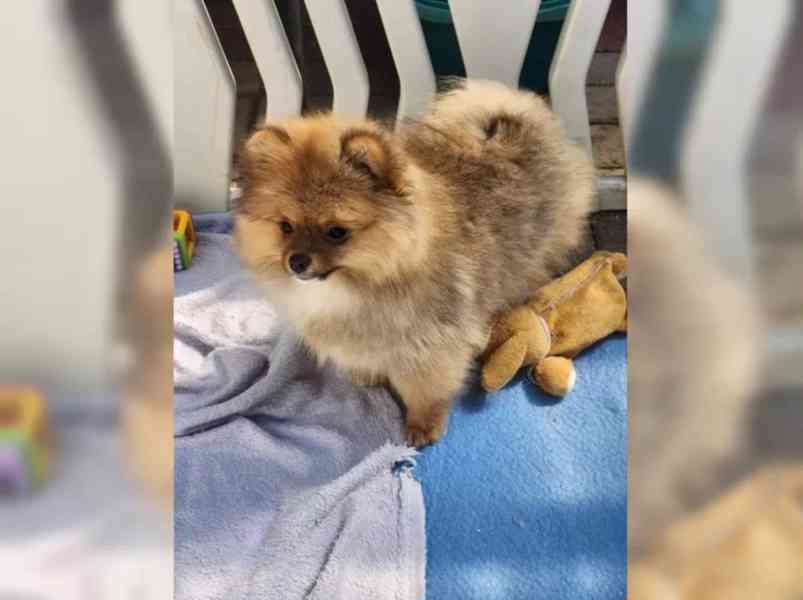 Německý špic trpasličí (Pomeranian) - foto 5
