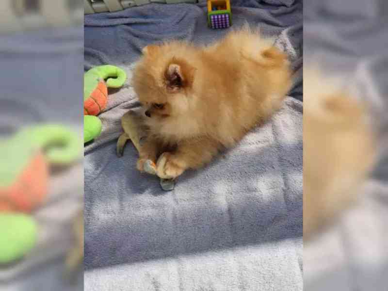 Německý špic trpasličí (Pomeranian) - foto 4