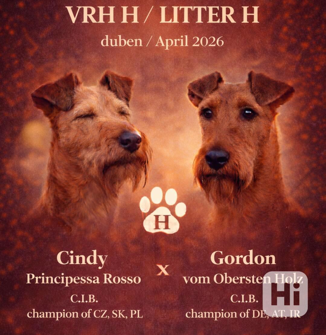 CHS Principessa Rosso nabízí štěňátka irského teriéra  - foto 1