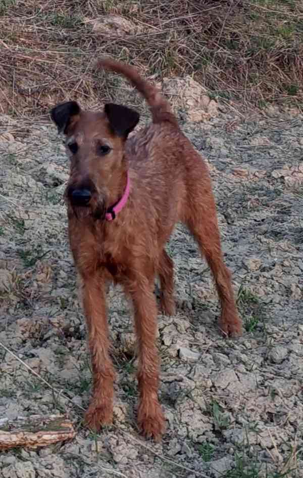 CHS Principessa Rosso nabízí štěňátka irského teriéra  - foto 3