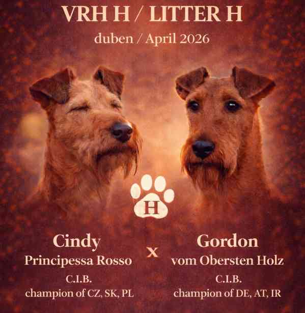 CHS Principessa Rosso nabízí štěňátka irského teriéra  - foto 1