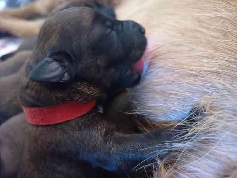 CHS Principessa Rosso nabízí štěňátka irského teriéra  - foto 5