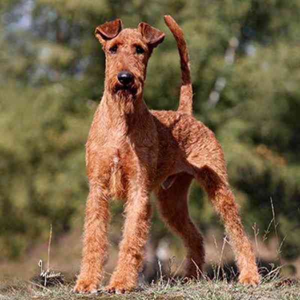 CHS Principessa Rosso nabízí štěňátka irského teriéra  - foto 2