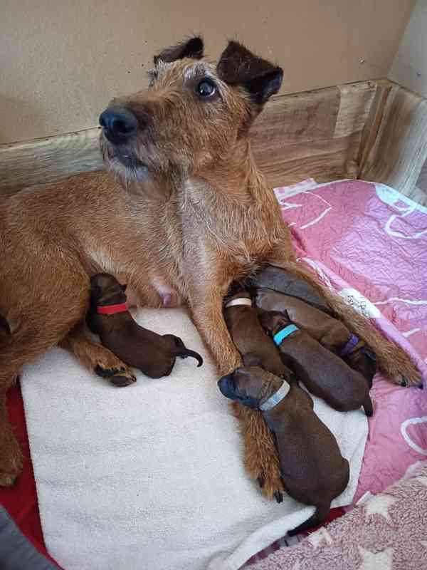 CHS Principessa Rosso nabízí štěňátka irského teriéra  - foto 4